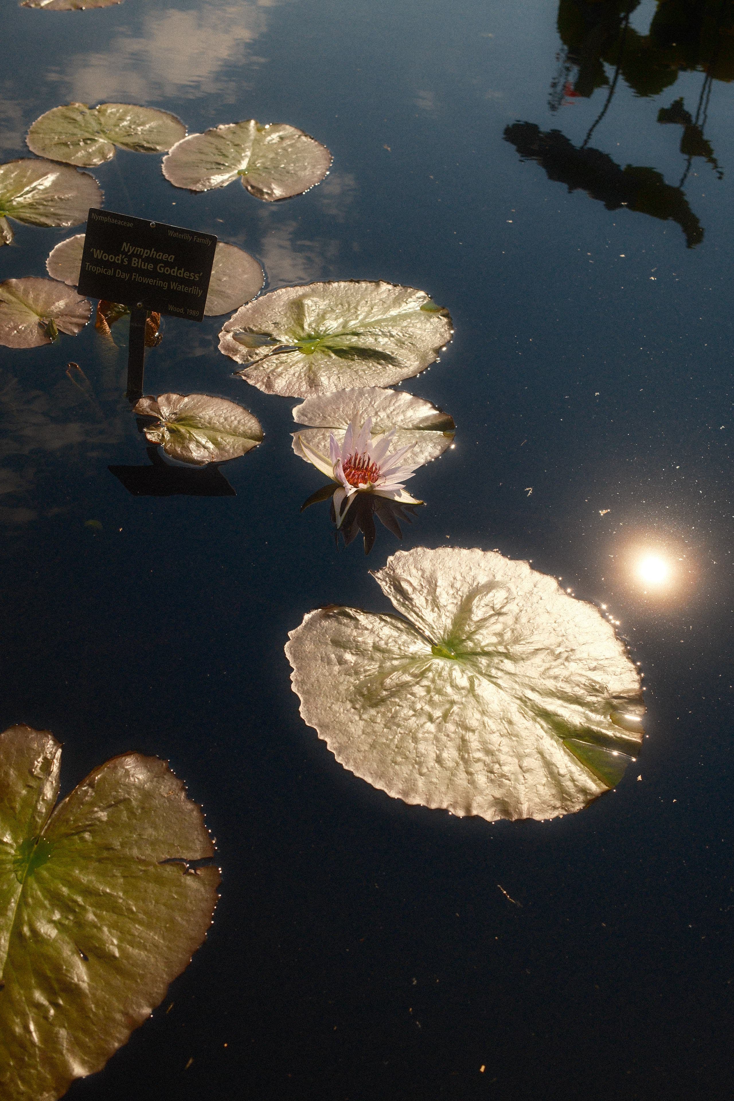 Waterlilies and reflected sunlight